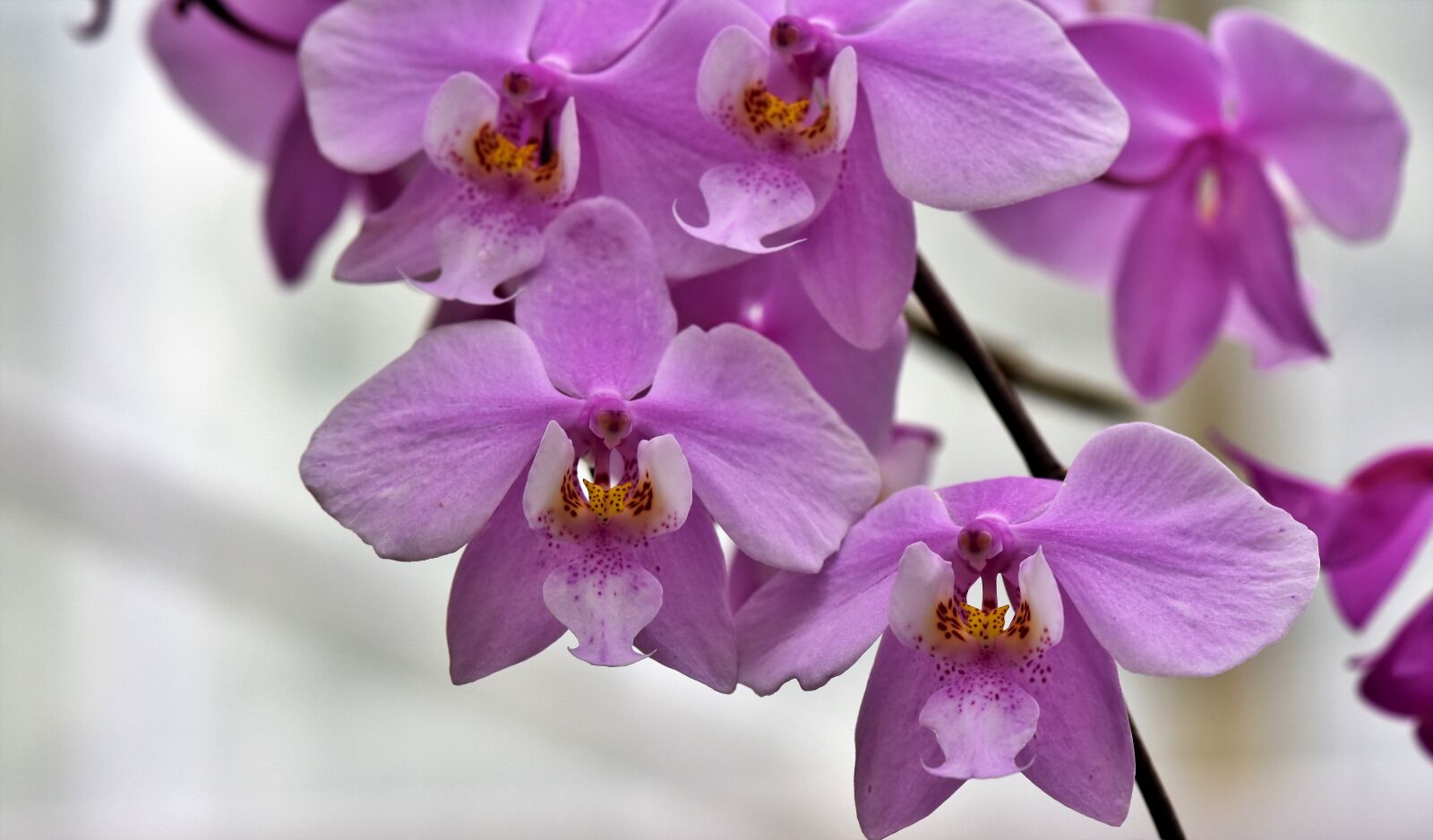Nikon D7200 sample photo. Orchids, orchid flower, blossom photography