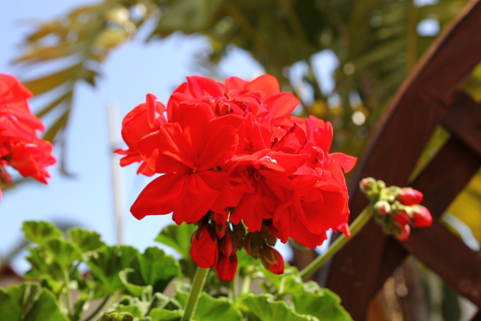 Canon EOS 60D sample photo. Flowers, nature, spring photography