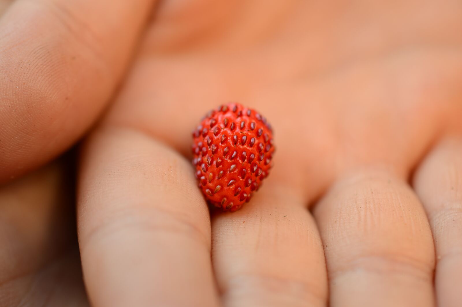 Nikon D3200 sample photo. Wild strawberry, hand, summer photography