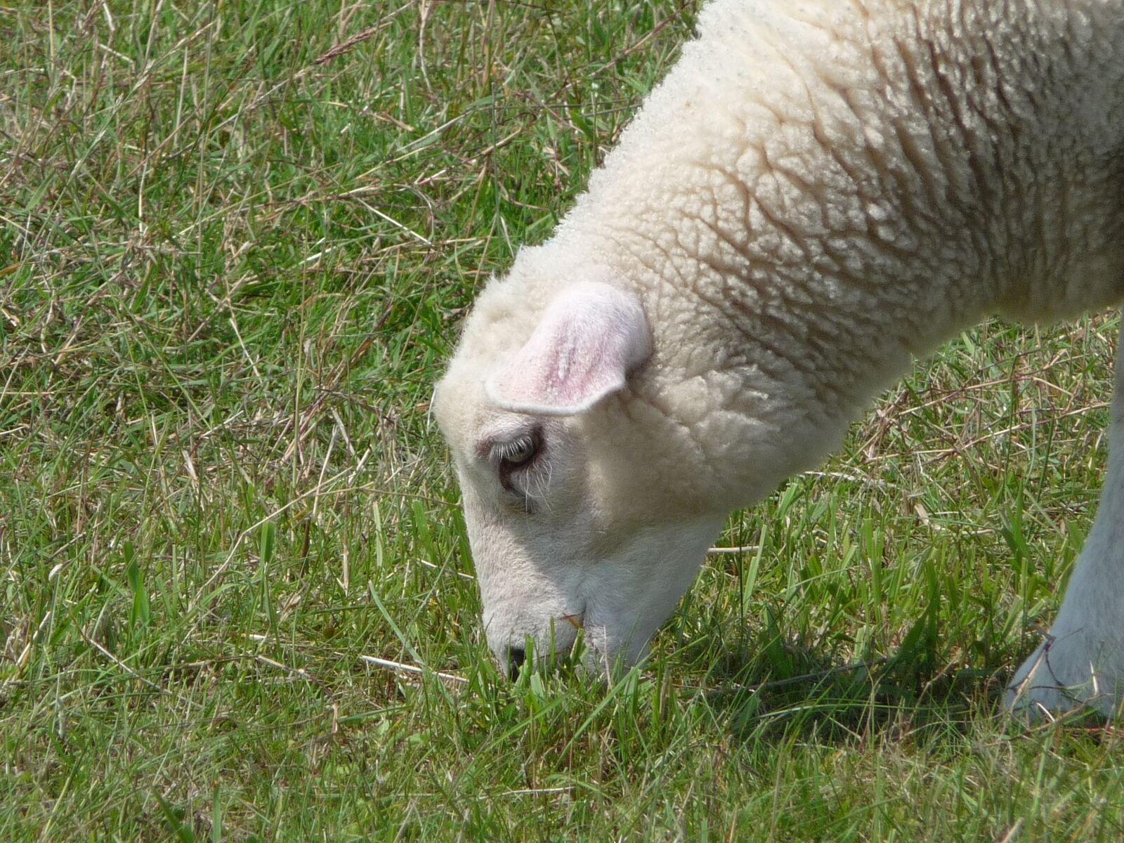 Panasonic Lumix DMC-TZ5 sample photo. Fehmarn, vacations, sheep photography