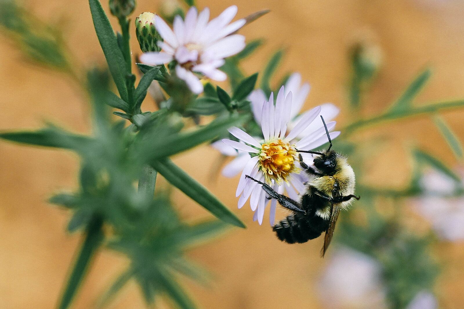 Canon EOS 60D + Canon EF 50mm F1.8 II sample photo. Bee, bees, insect photography