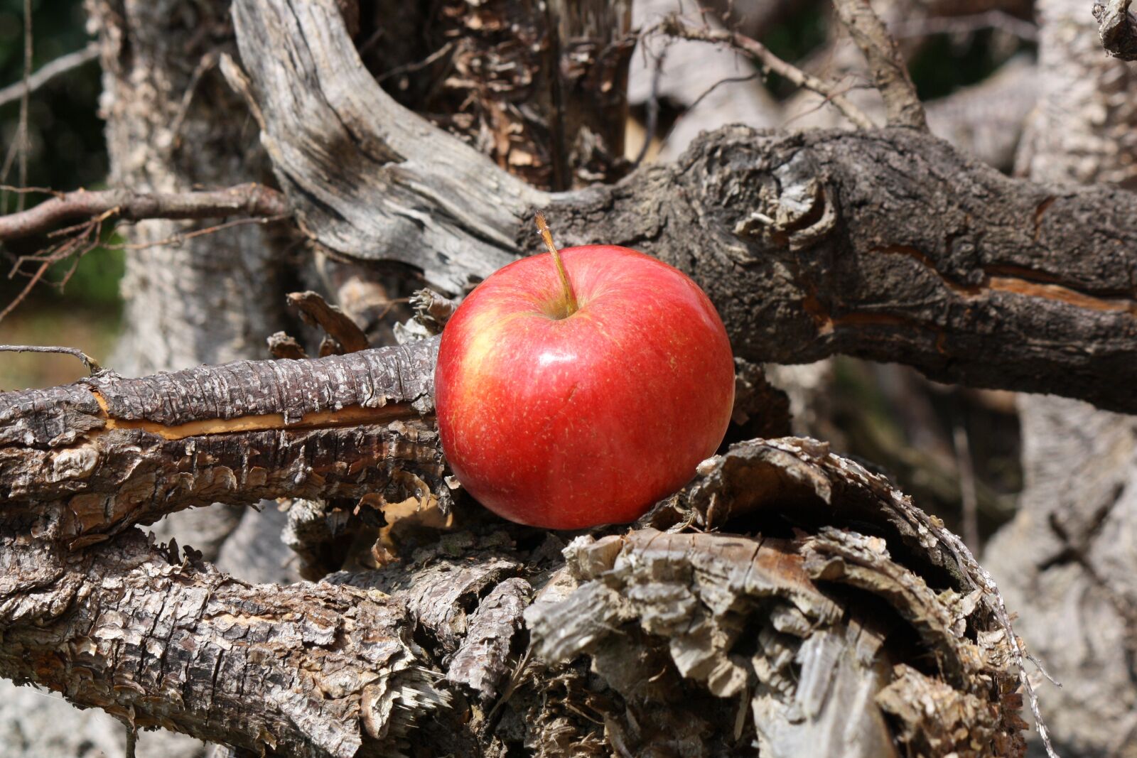 Canon EOS 1000D (EOS Digital Rebel XS / EOS Kiss F) sample photo. Apple, apple tree, root photography