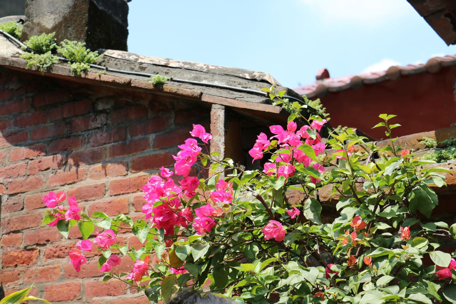 Canon EOS 70D sample photo. Flower, wall, plant photography