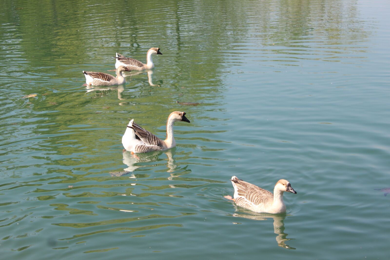 Canon EOS 600D (Rebel EOS T3i / EOS Kiss X5) sample photo. Pellerina, animals, torino photography
