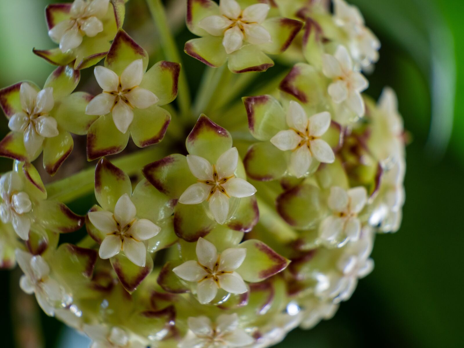 Olympus OM-D E-M10 III sample photo. Flower, hoya, round photography