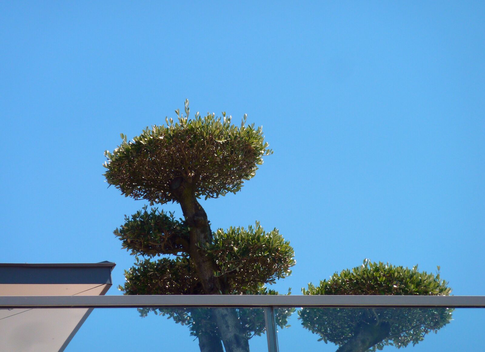 Panasonic DMC-TZ7 sample photo. Terrace, roof terrace, plant photography