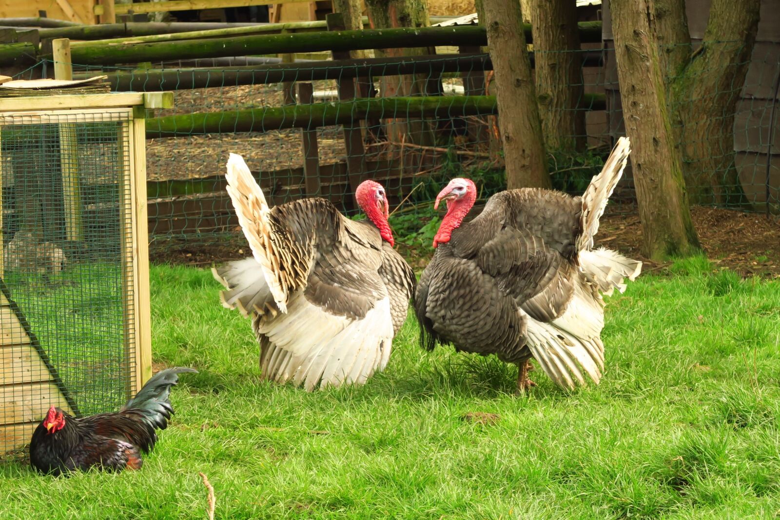 Canon PowerShot G7 X sample photo. Bird, poultry, farm photography