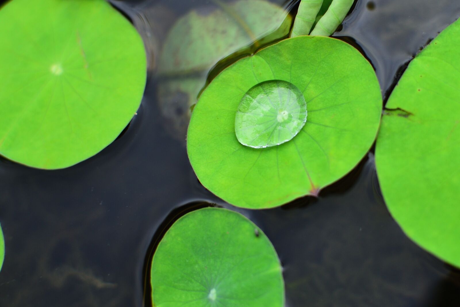 Nikon D750 sample photo. Plant, aquatic plants, leaf photography