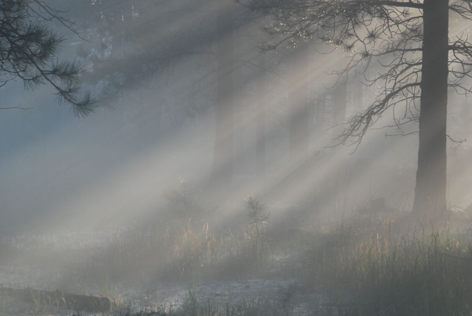 Nikon D80 sample photo. Light mist, forest, trees photography