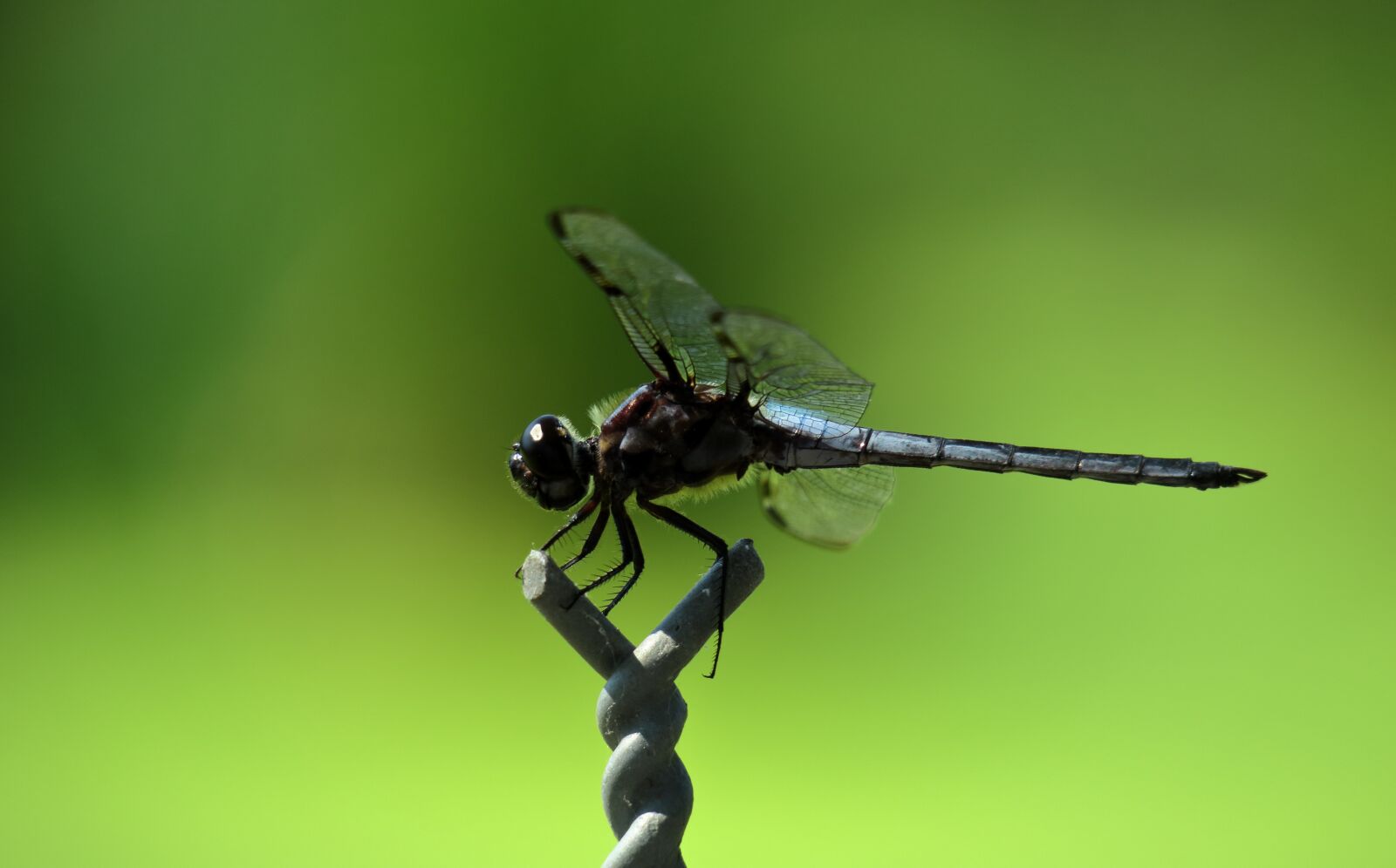 Canon PowerShot G3 X sample photo. Dragonfly, eye, green photography