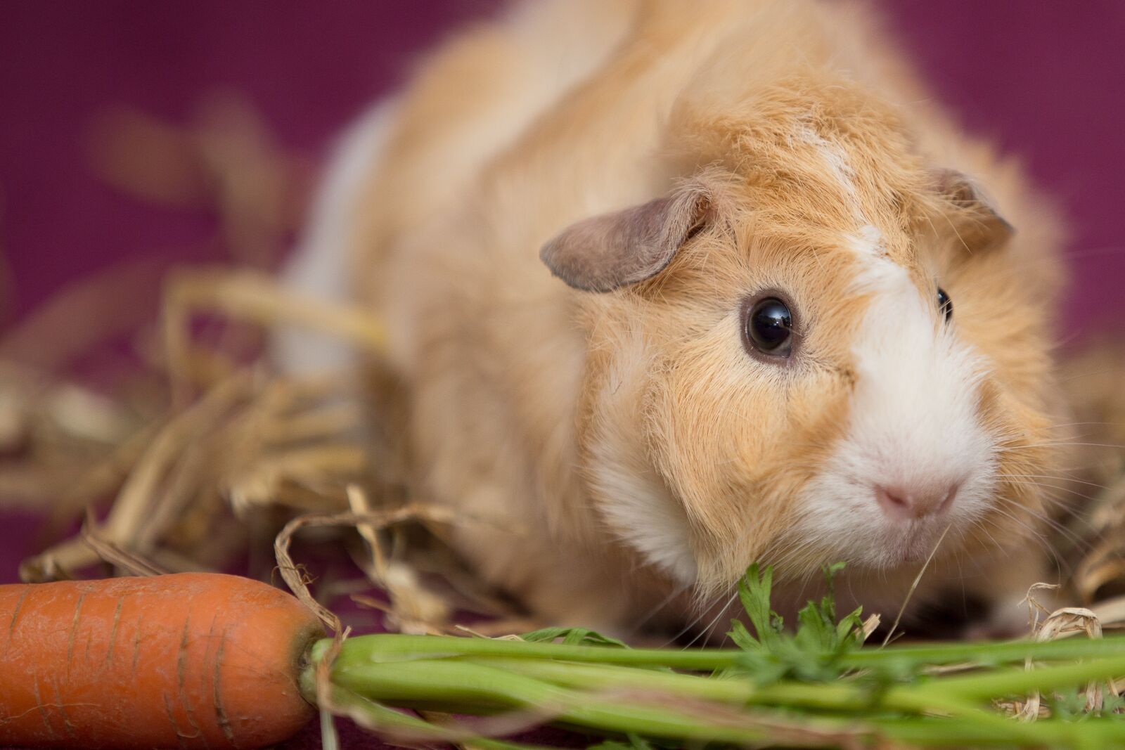 Canon EOS 5D Mark III sample photo. Guinea pig, pet, nager photography
