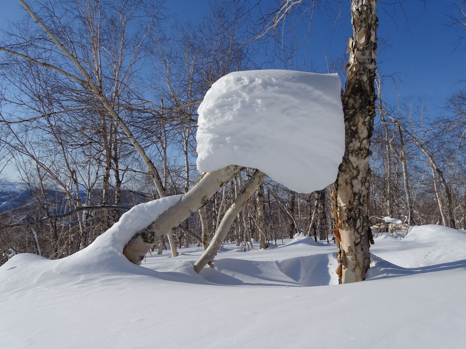 Sony DSC-HX400 sample photo. Forest, snowdrift, snow cap photography