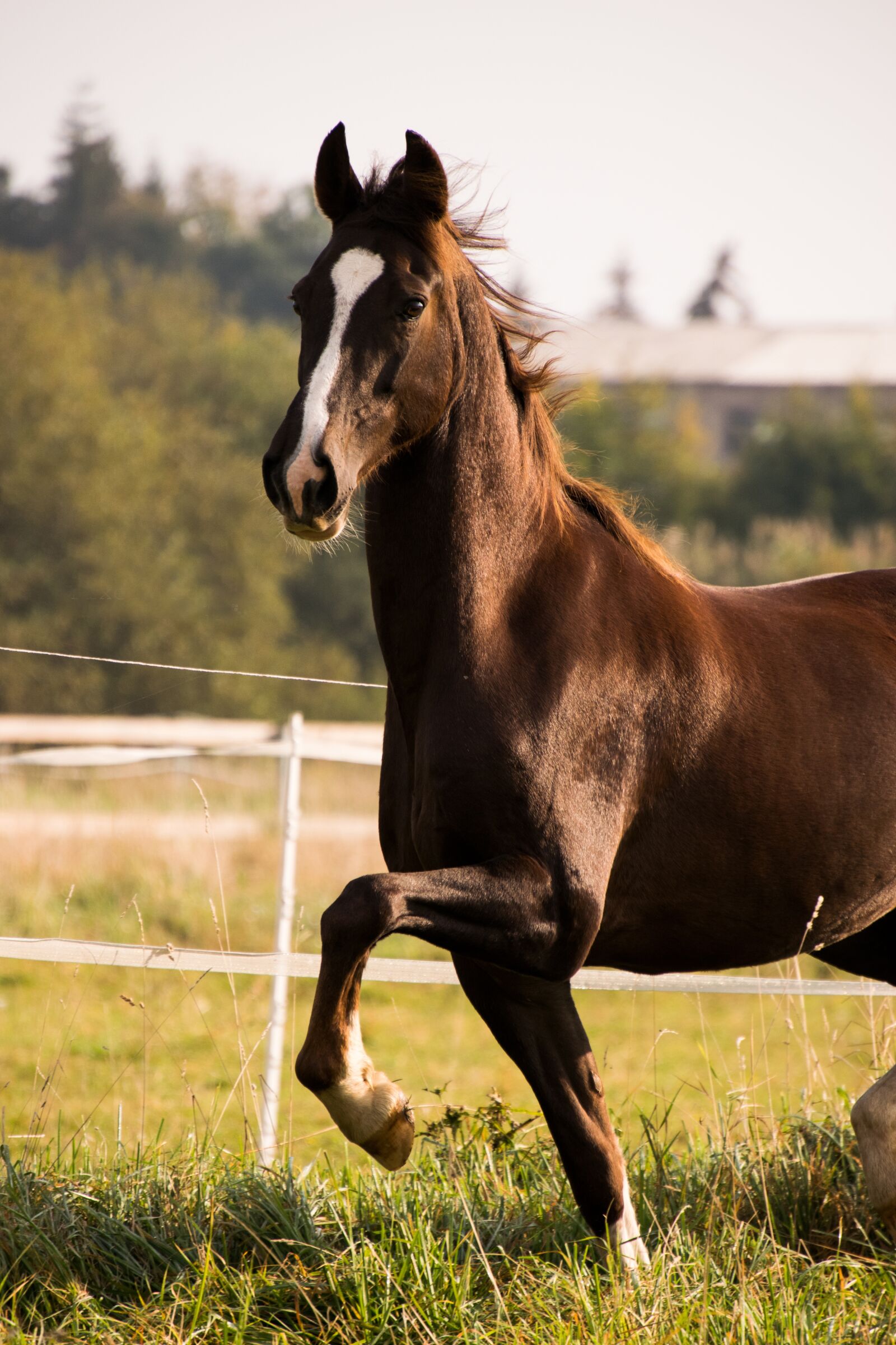 Nikon D3300 sample photo. American saddlebred, horse, trot photography