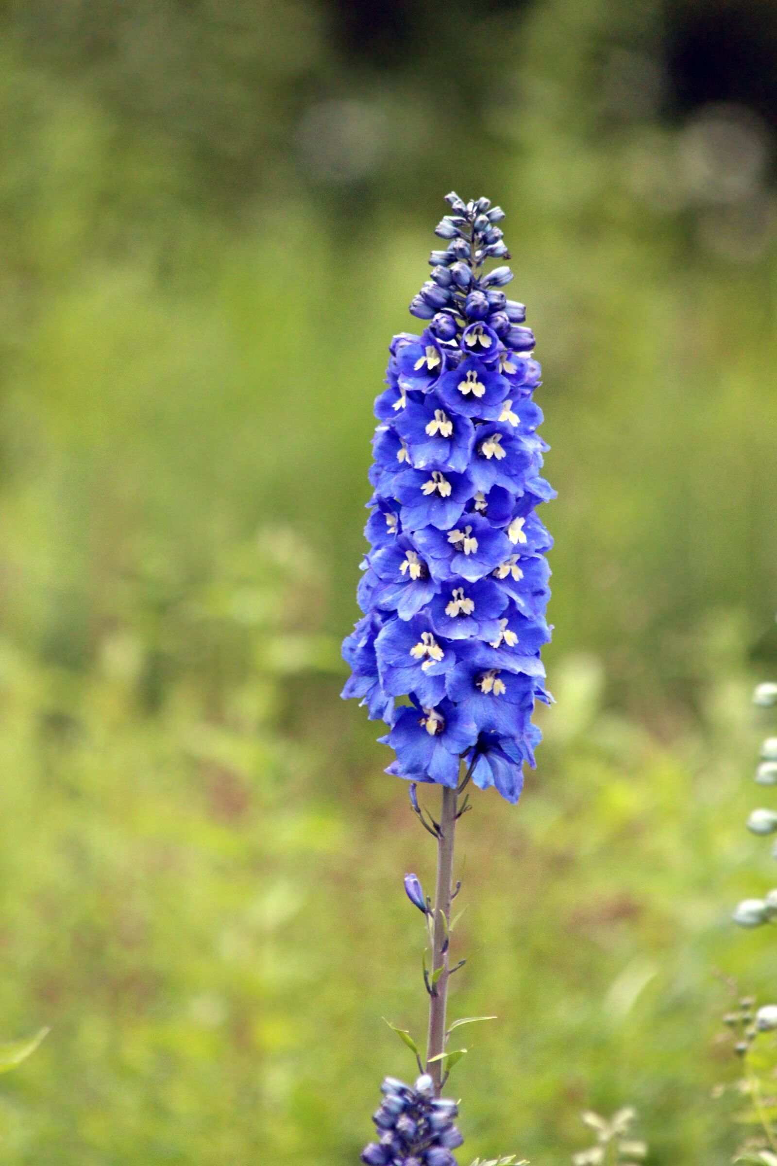 Canon EOS 650D (EOS Rebel T4i / EOS Kiss X6i) sample photo. Delphinium, blue flower, flower photography