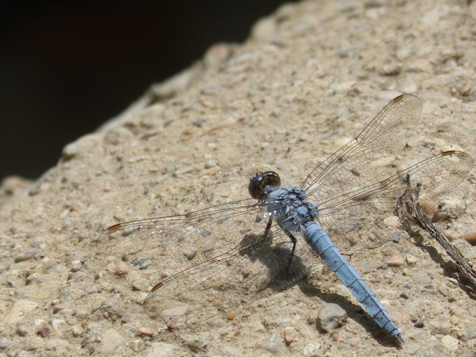 Panasonic DMC-FZ62 sample photo. Blue dragonfly, winged insect photography