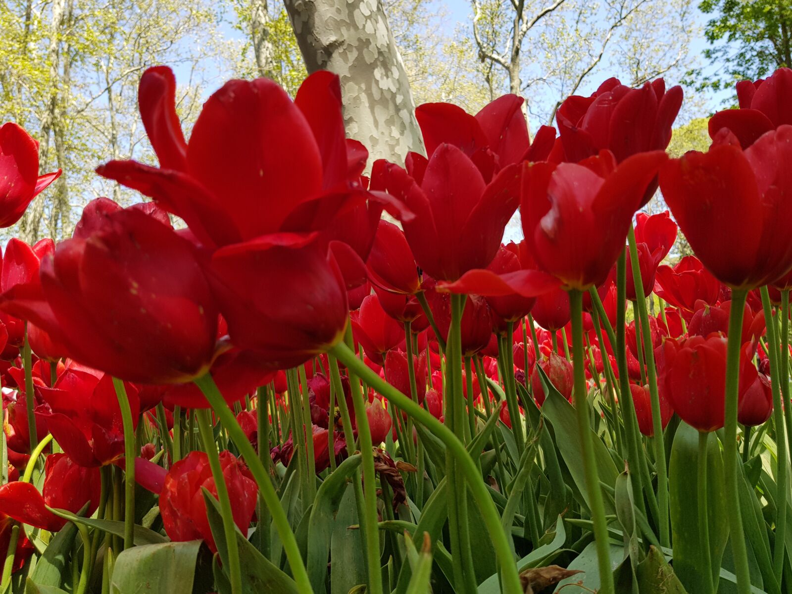 Samsung Galaxy S8 sample photo. Tulip, flower, nature photography