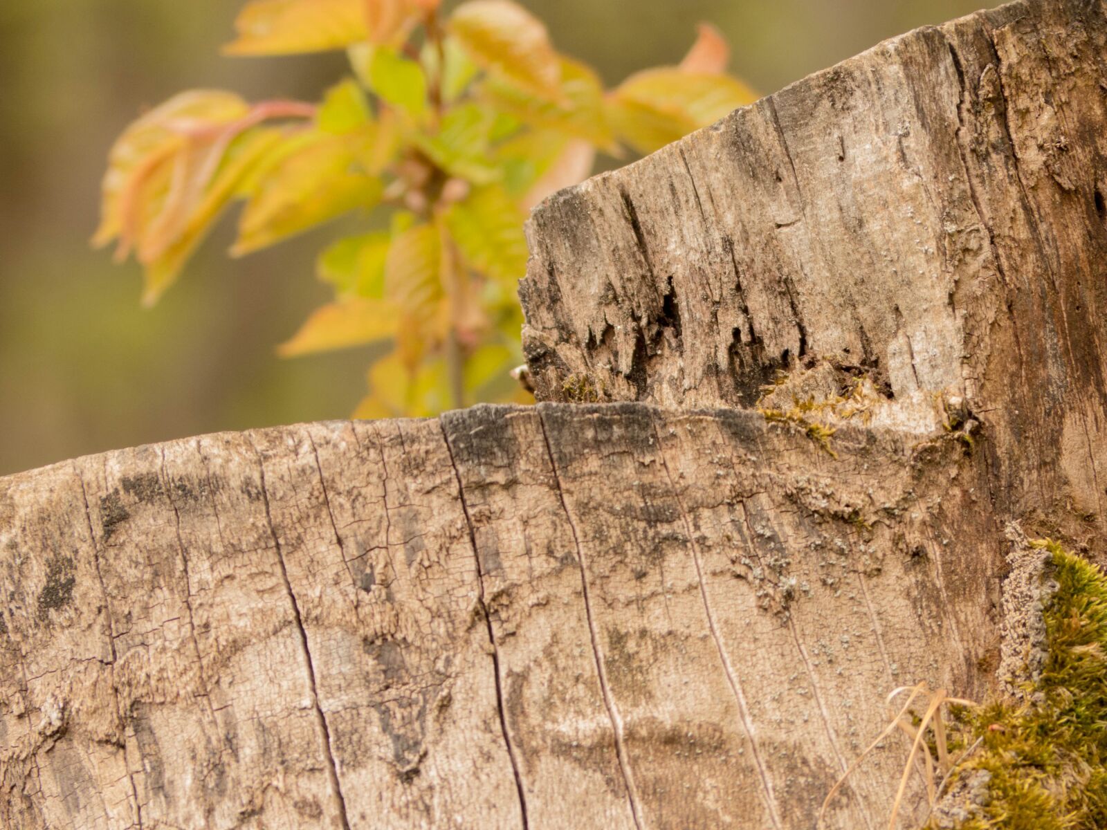 Panasonic Lumix DMC-FZ200 sample photo. Tree stump, close up photography