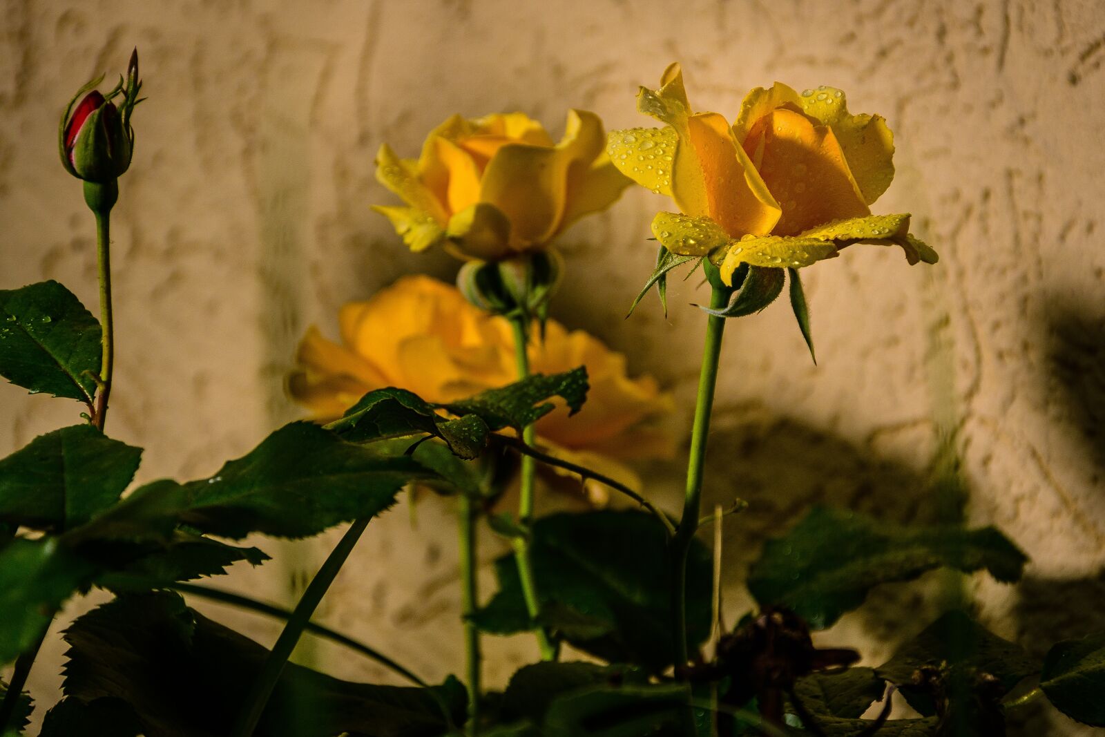 Nikon D7500 sample photo. Roses, flowers, hss photography