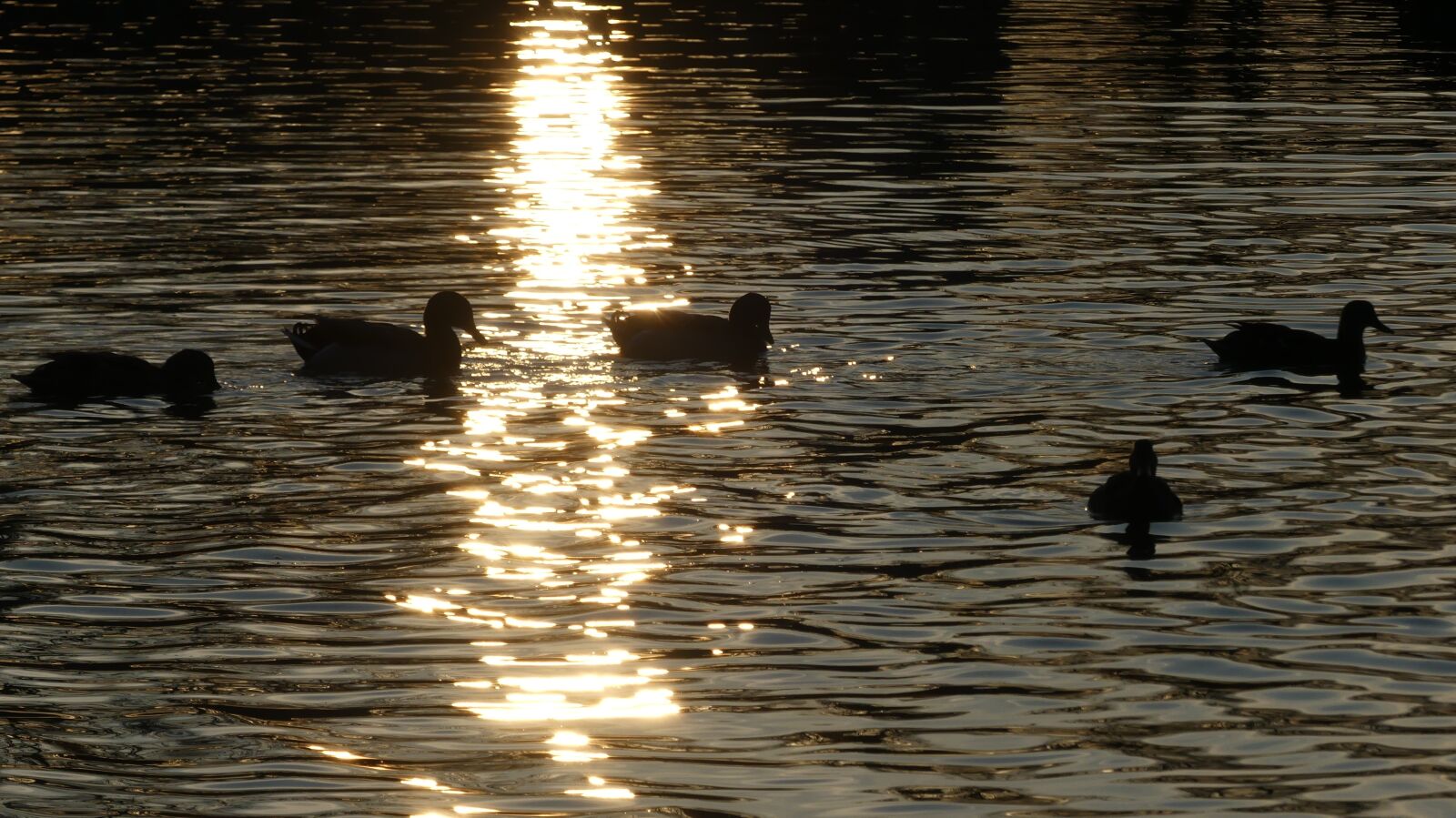 Panasonic Lumix DMC-FZ300 sample photo. Body of water, sunset photography
