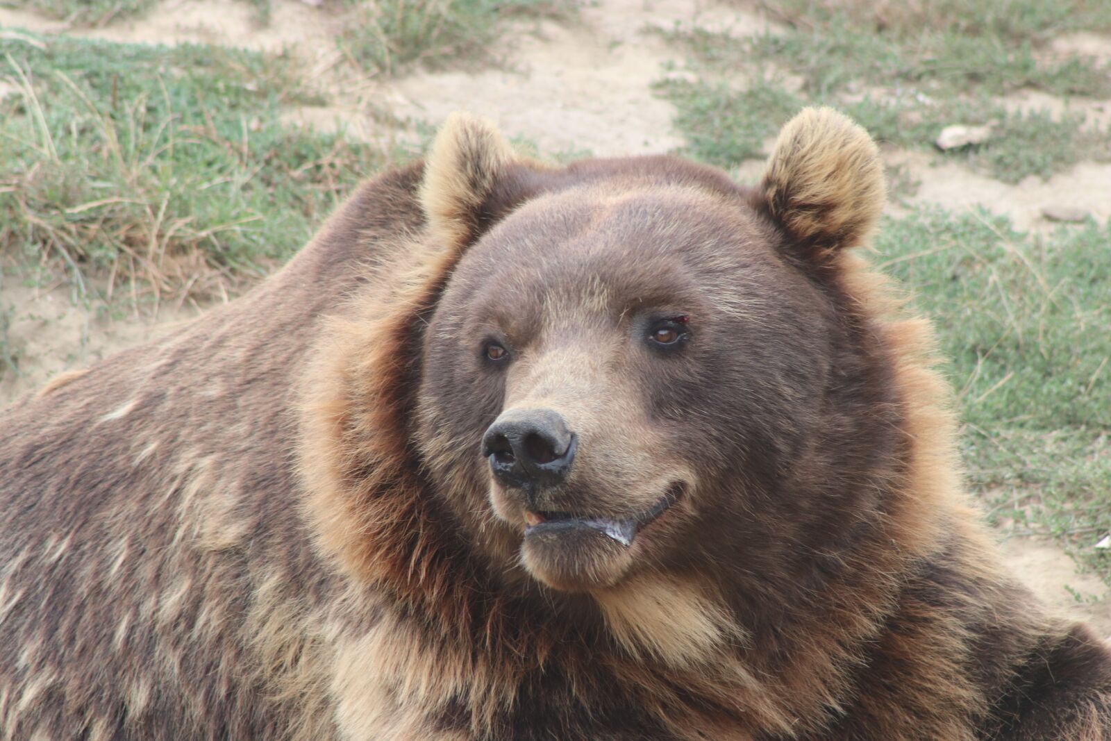 Canon EF75-300mm f/4-5.6 sample photo. Head, bear, nature photography