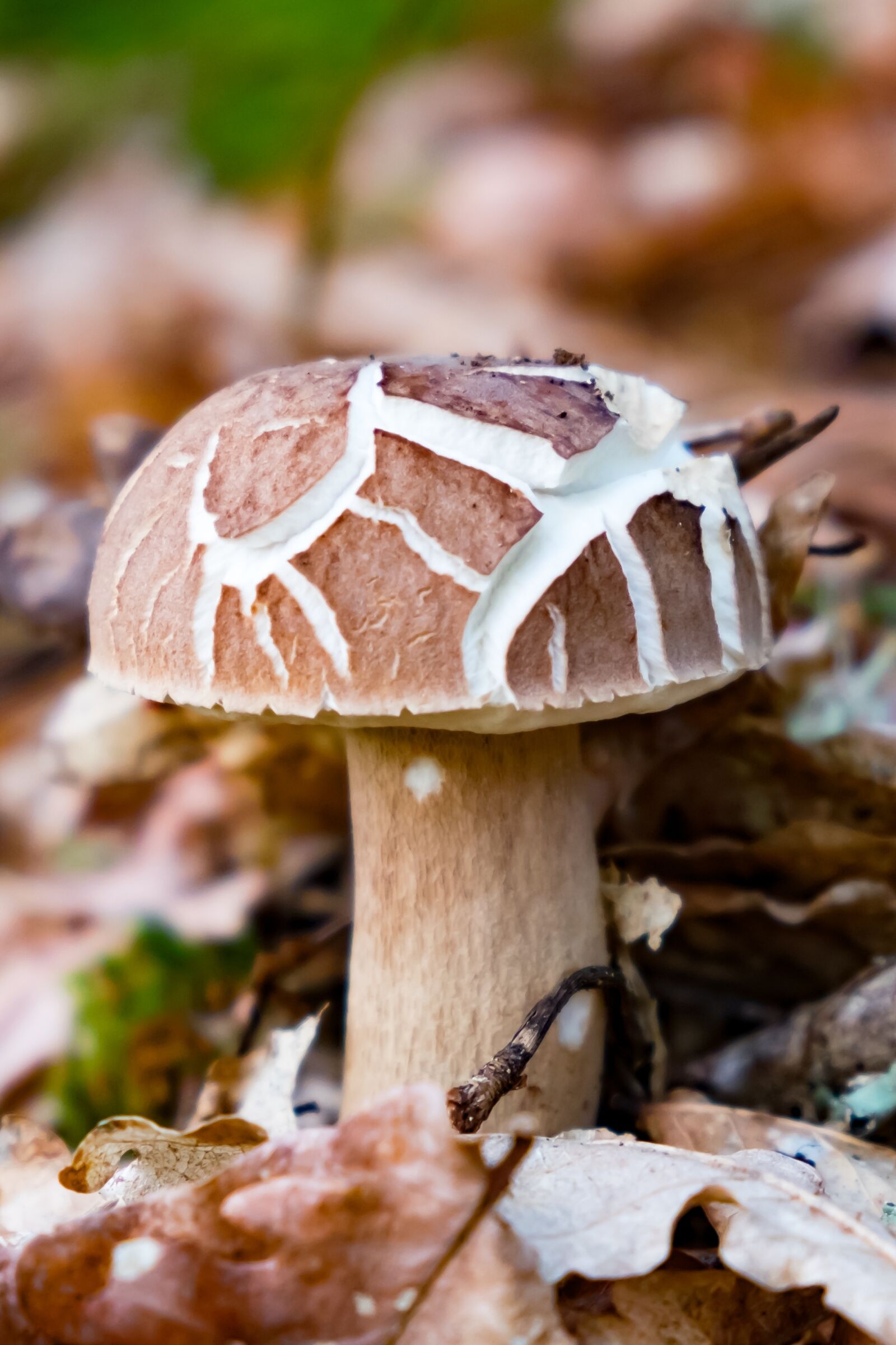 Fujifilm X-T10 sample photo. Mushroom, boletus, forest photography