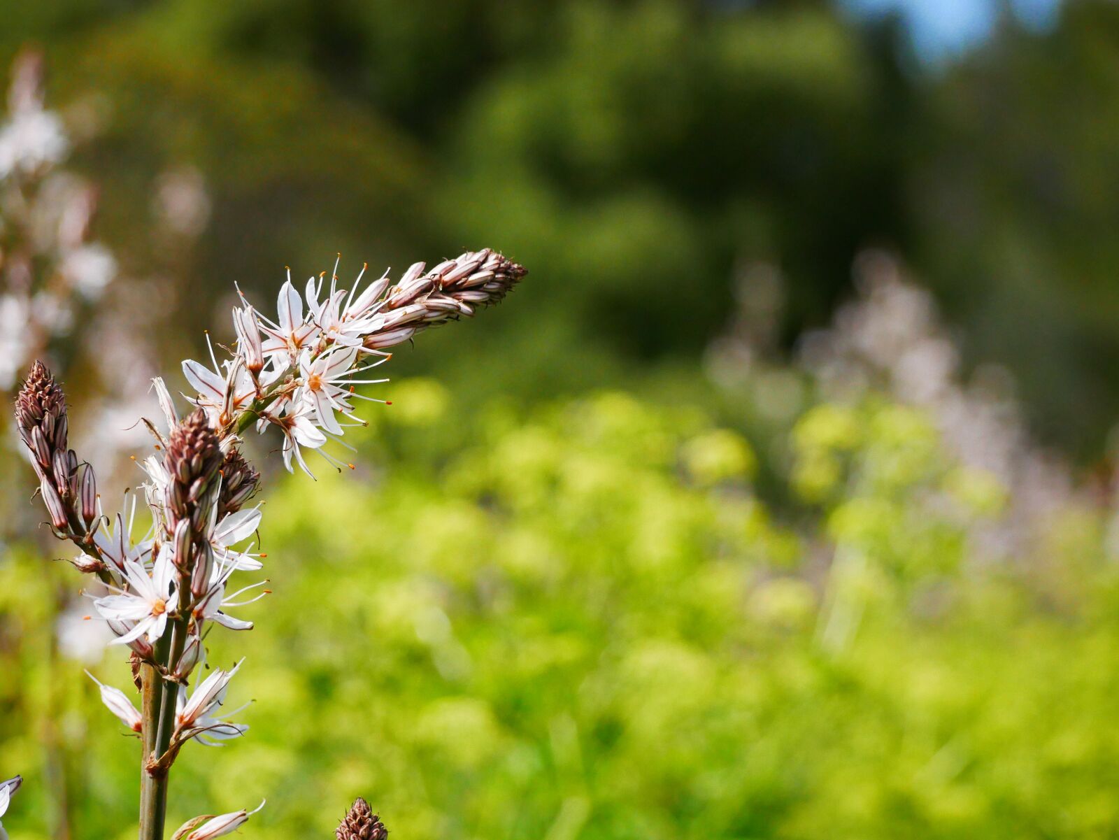 Panasonic Lumix DMC-GX85 (Lumix DMC-GX80 / Lumix DMC-GX7 Mark II) sample photo. Nature, blossom, bloom photography
