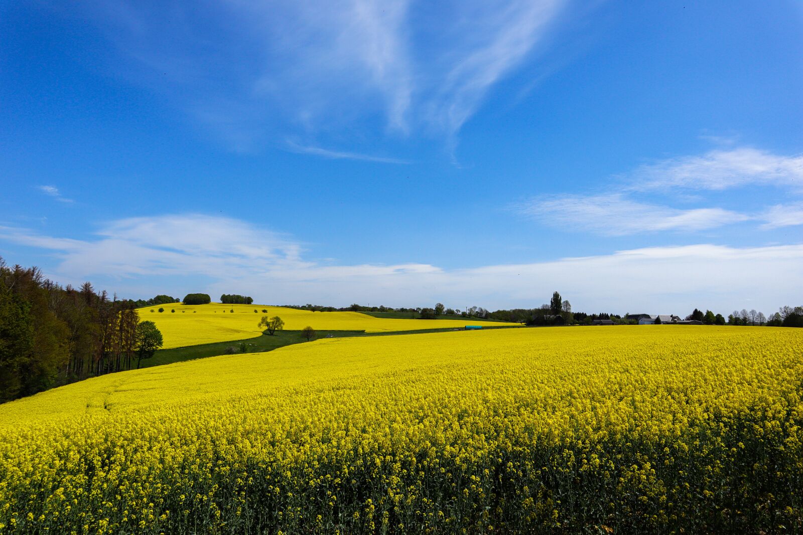 Canon EOS M50 (EOS Kiss M) sample photo. Field of rapeseeds, rape photography