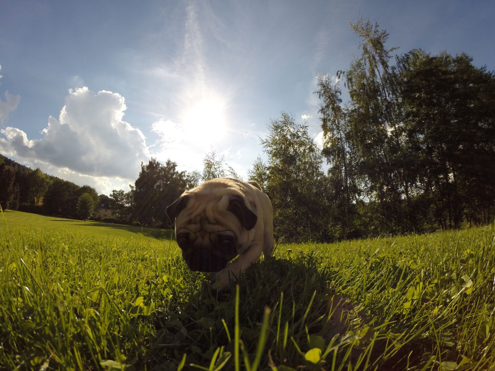 GoPro HERO3+ Black Edition sample photo. Dog, pug, sun photography