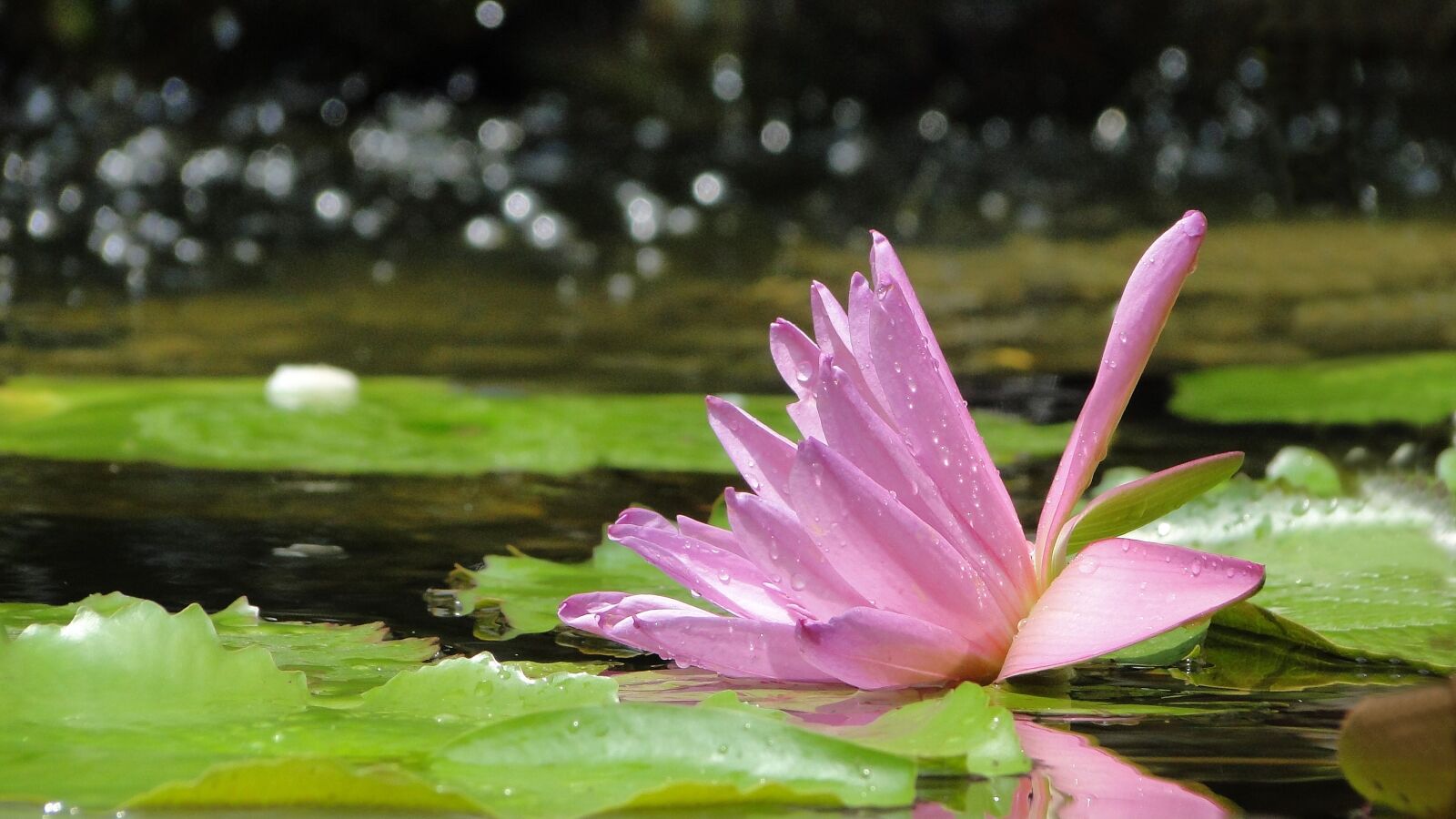 Sony Cyber-shot DSC-HX1 sample photo. Flower, lotus, summer photography