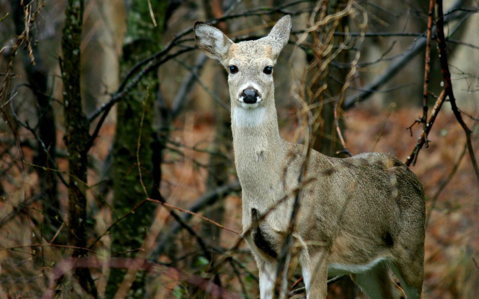 Canon EOS 400D (EOS Digital Rebel XTi / EOS Kiss Digital X) sample photo. Deer, doe, nature photography