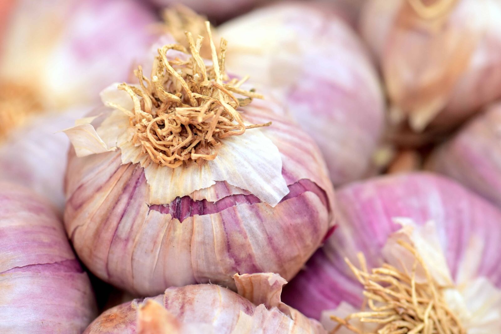 Nikon D3300 sample photo. Spice, vegetable, garlic, root photography