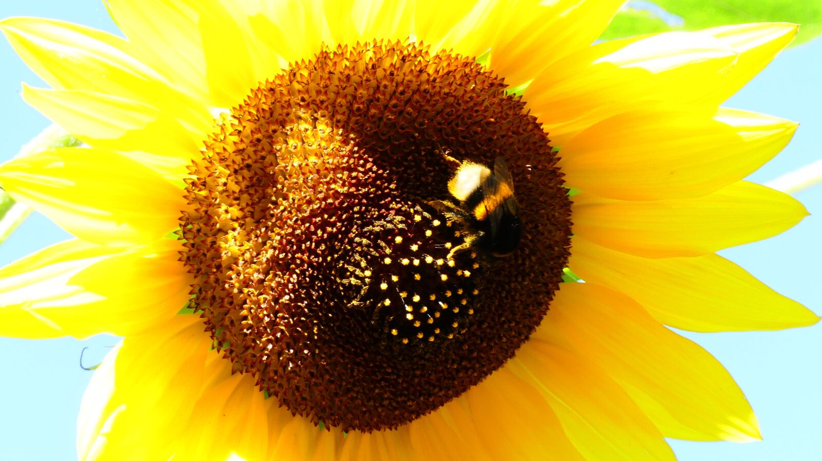 Panasonic Lumix DMC-FZ300 sample photo. Sunflower, plant, yellow photography