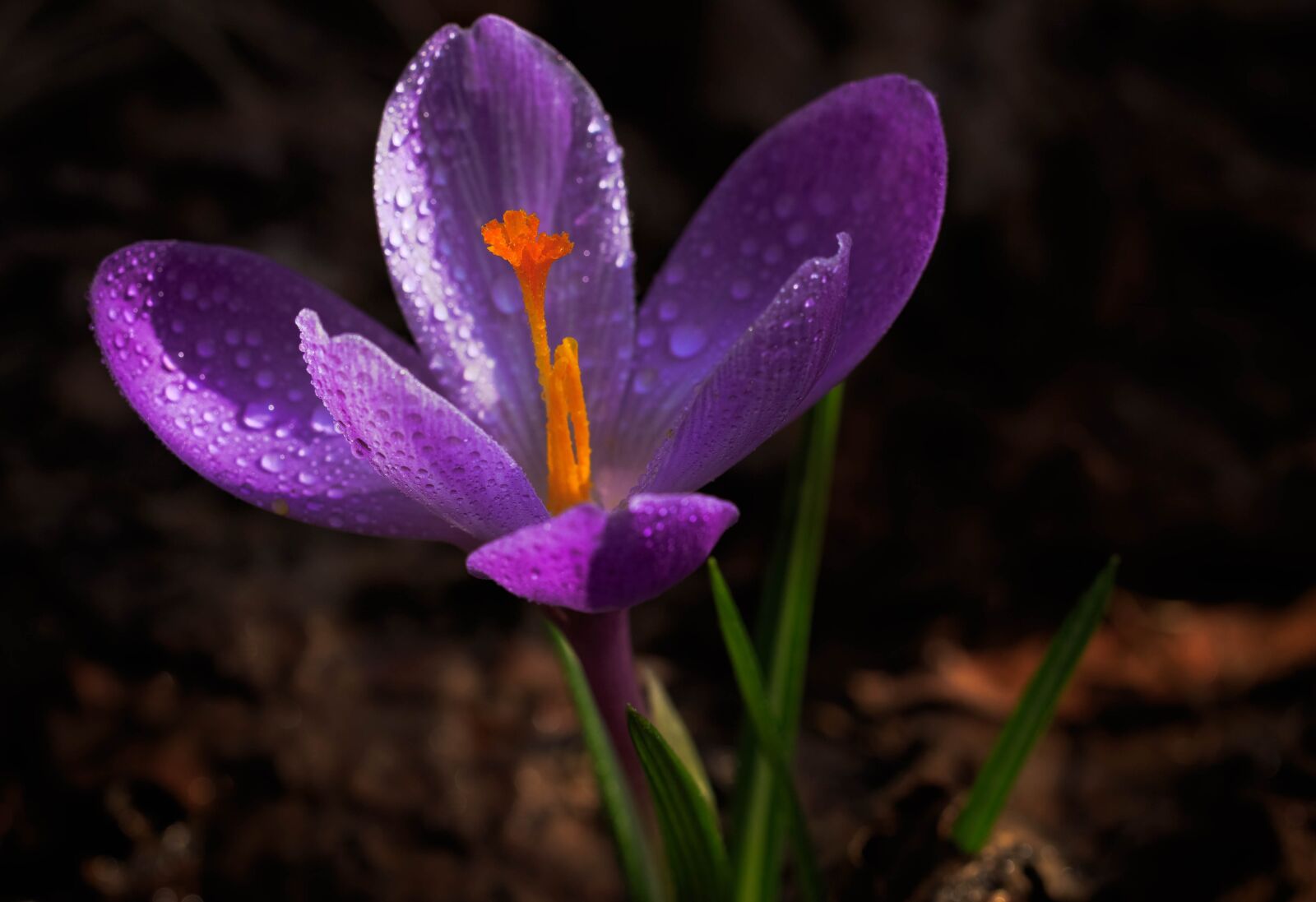 Canon EF 100mm F2.8L Macro IS USM sample photo. Krokus, flower, spring photography