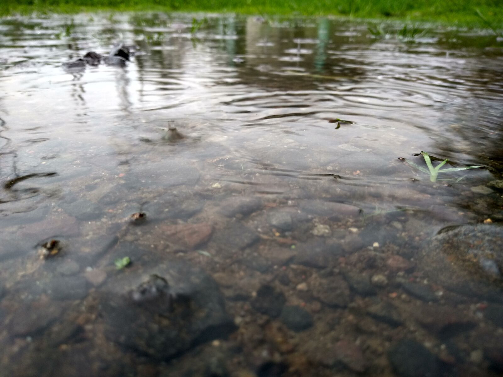 Xiaomi Redmi 5 sample photo. Nature, rain, water photography