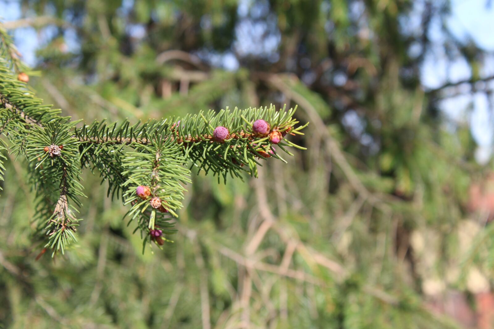 Canon EOS 1300D (EOS Rebel T6 / EOS Kiss X80) sample photo. Tree, nature, branch photography