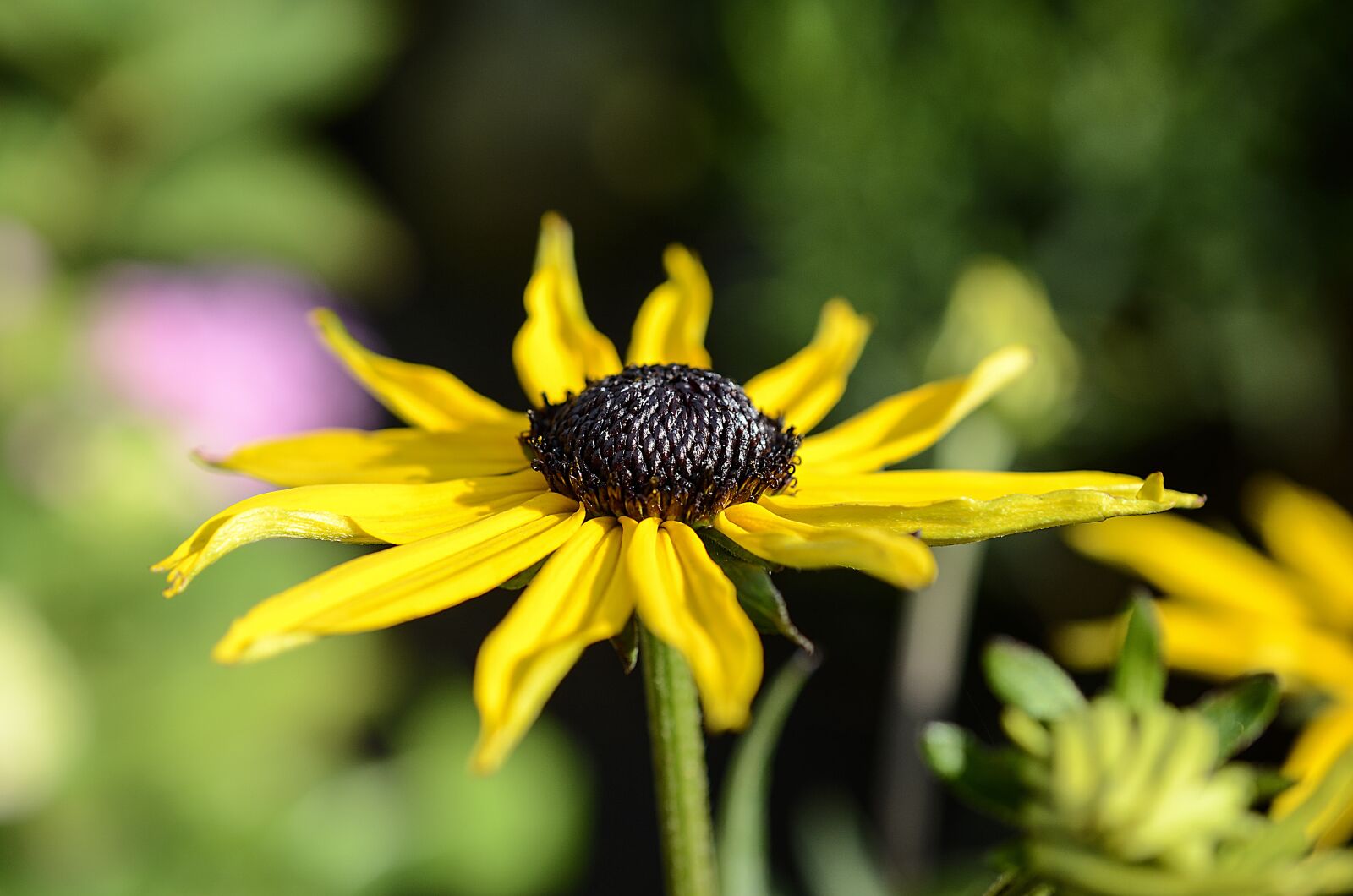 Nikon D7000 sample photo. Flower, plants, plant photography