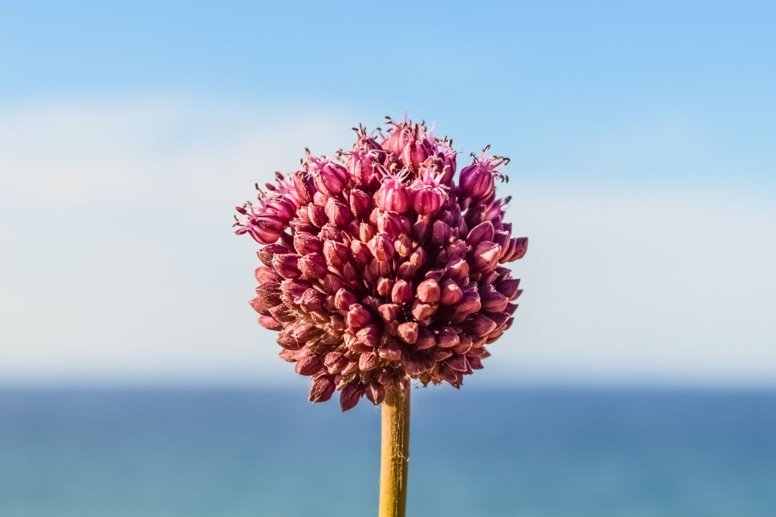 Nikon D3300 sample photo. Allium, wildflower, spring photography