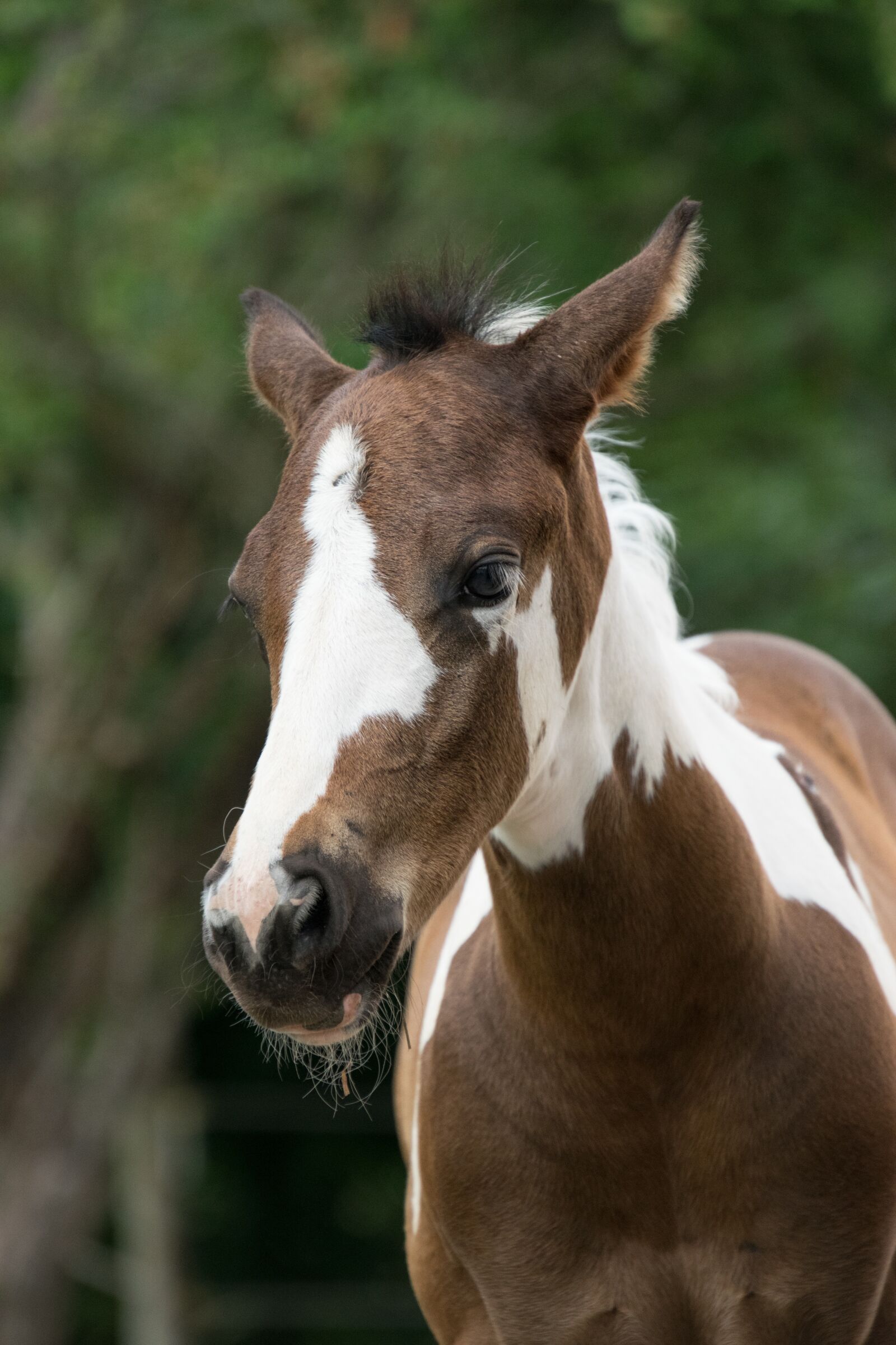 Nikon D3300 sample photo. Animal, horse, foal photography