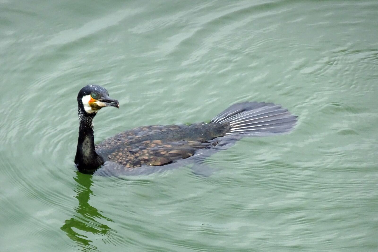 Sony Cyber-shot DSC-HX90V sample photo. Great cormorant, phalacrocorax carbo photography