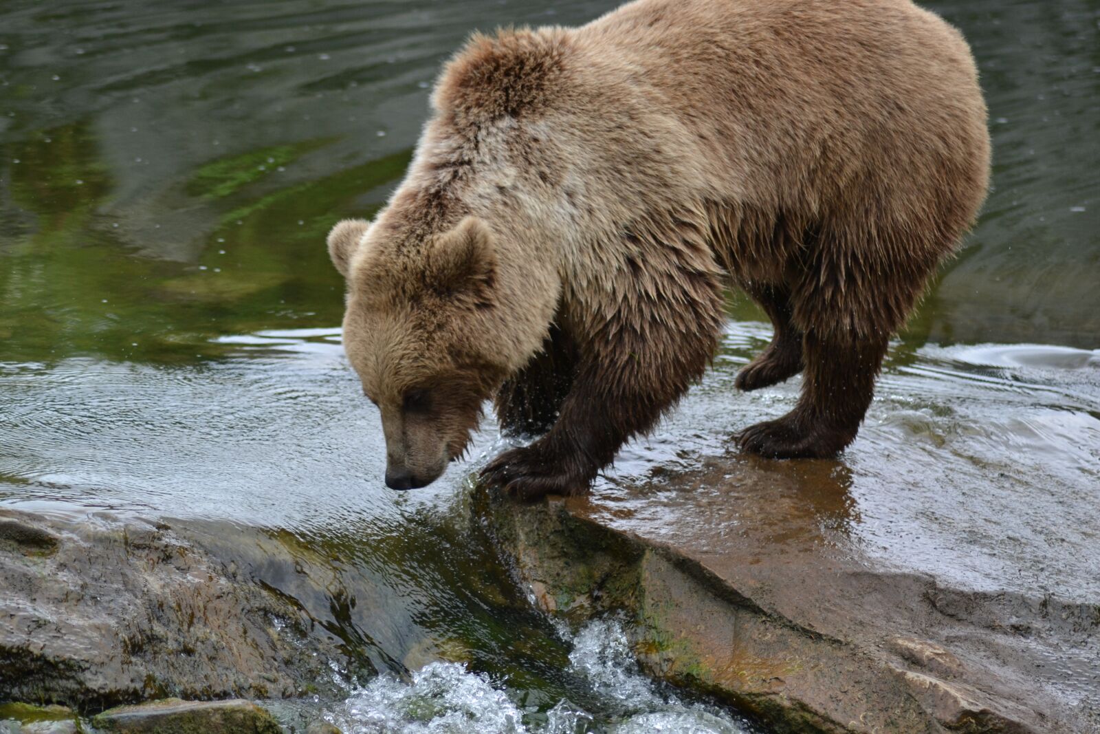 Nikon D3100 sample photo. Bear, brown bear, water photography