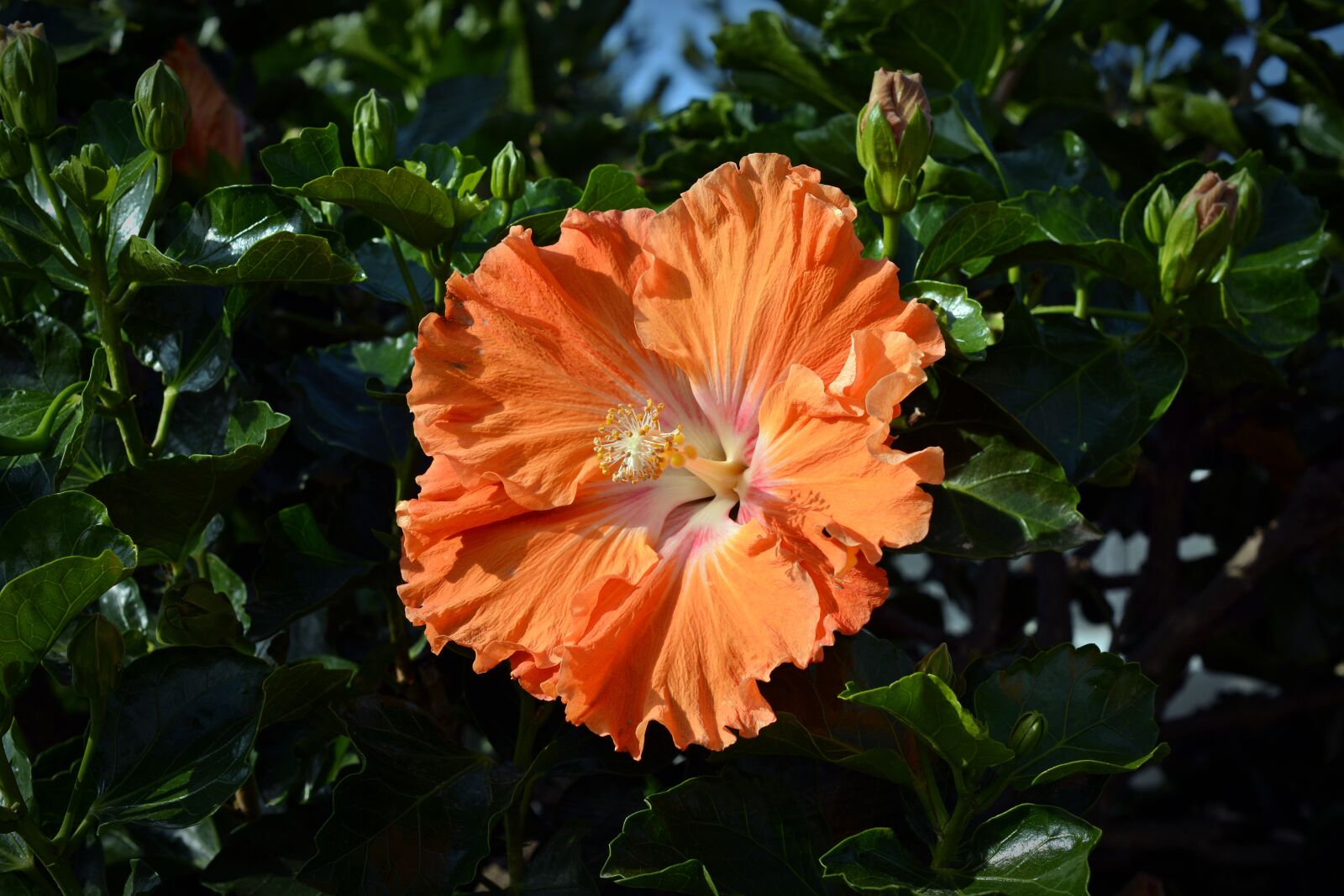 Nikon D5200 sample photo. Hibiscus, blossom, bloom photography