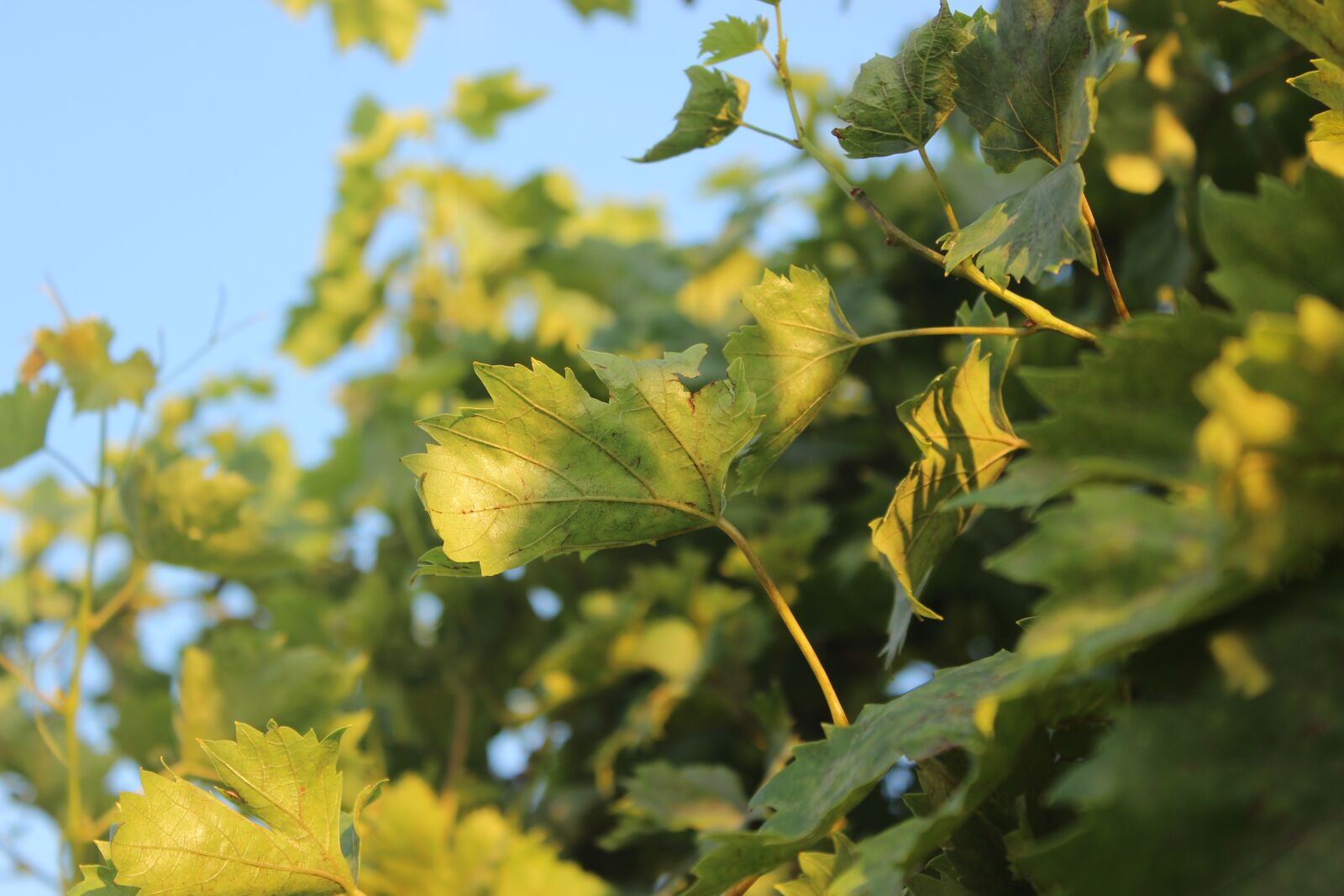 Canon EOS 600D (Rebel EOS T3i / EOS Kiss X5) sample photo. Leaves, tree, leaf photography