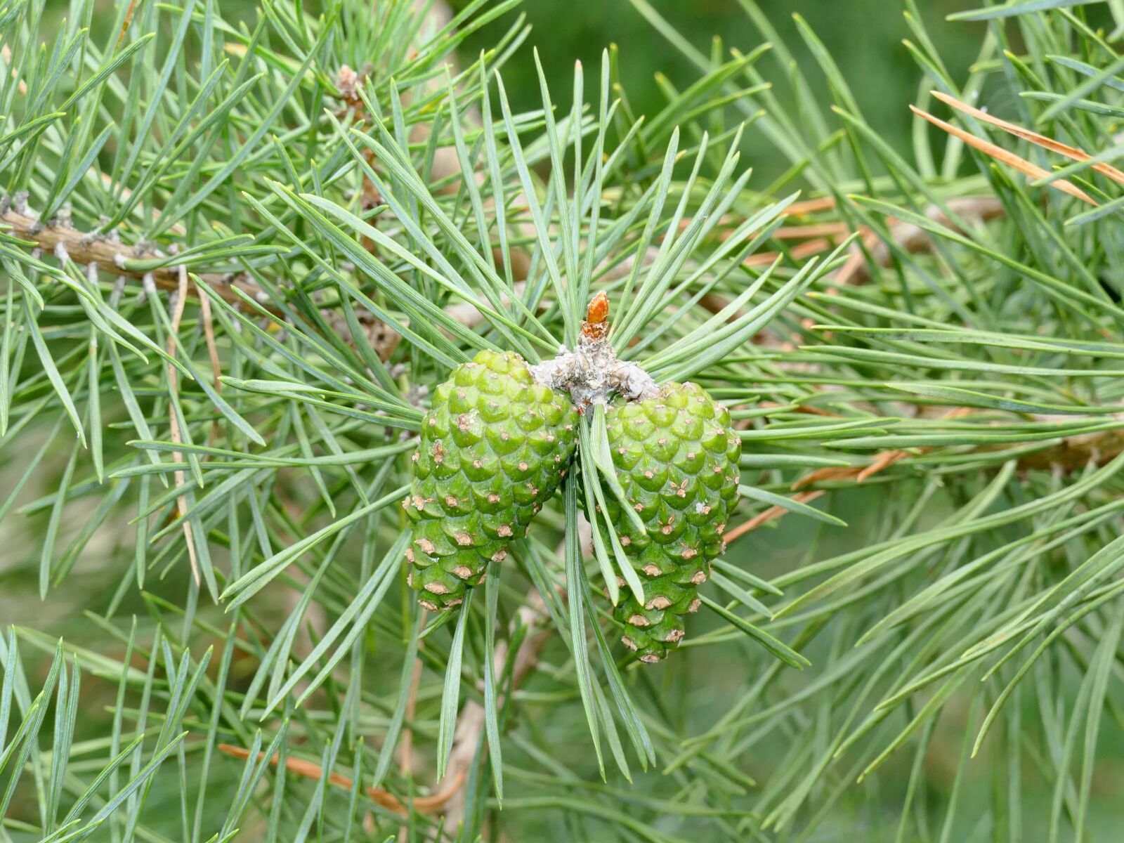 Panasonic Lumix DMC-FZ1000 sample photo. Softwood, pine needles, pine photography