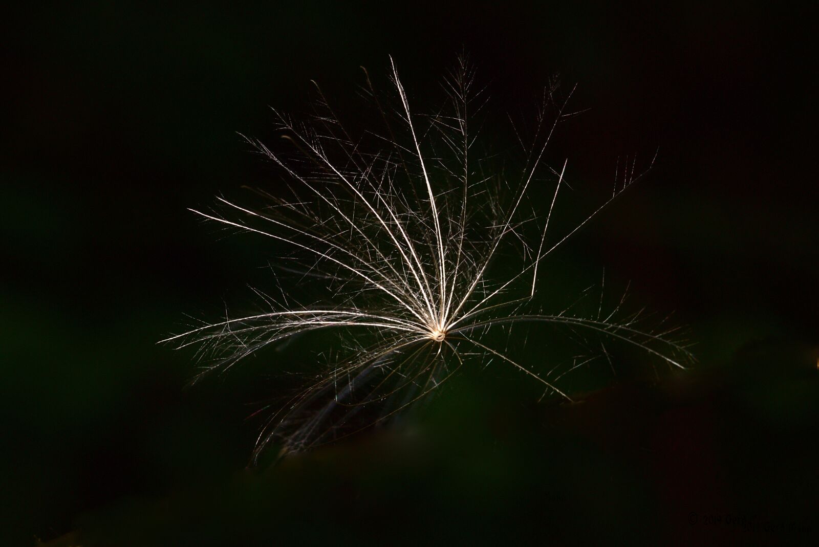 Canon EOS M5 sample photo. Thistle, seeds, fluffy photography