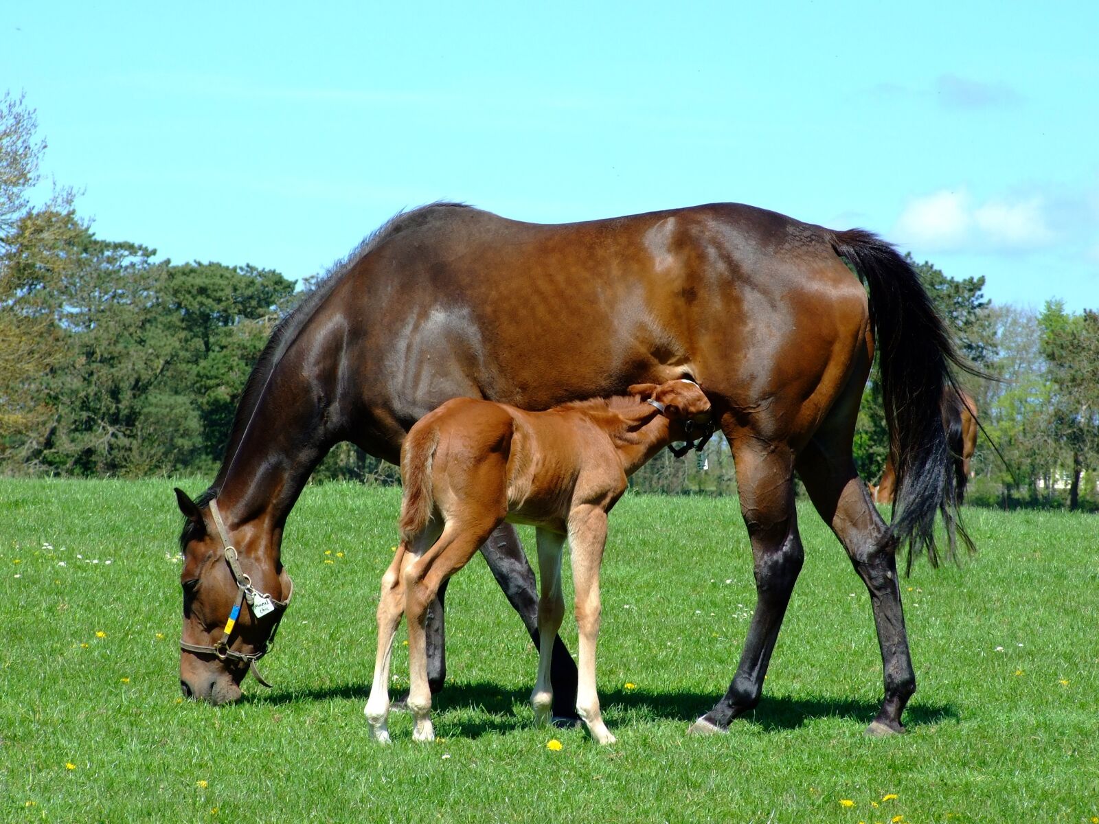 Fujifilm FinePix S6500fd sample photo. Mare, foal, horse photography