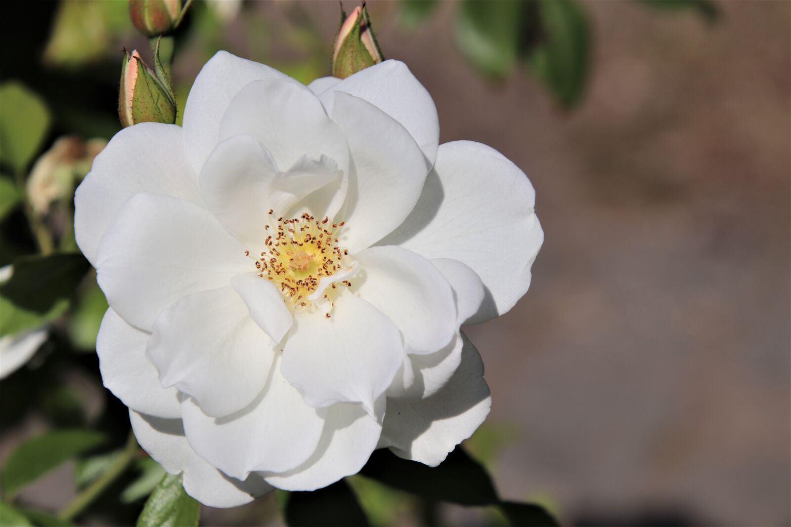 Canon EOS 800D (EOS Rebel T7i / EOS Kiss X9i) sample photo. Pink, white color, flowering photography