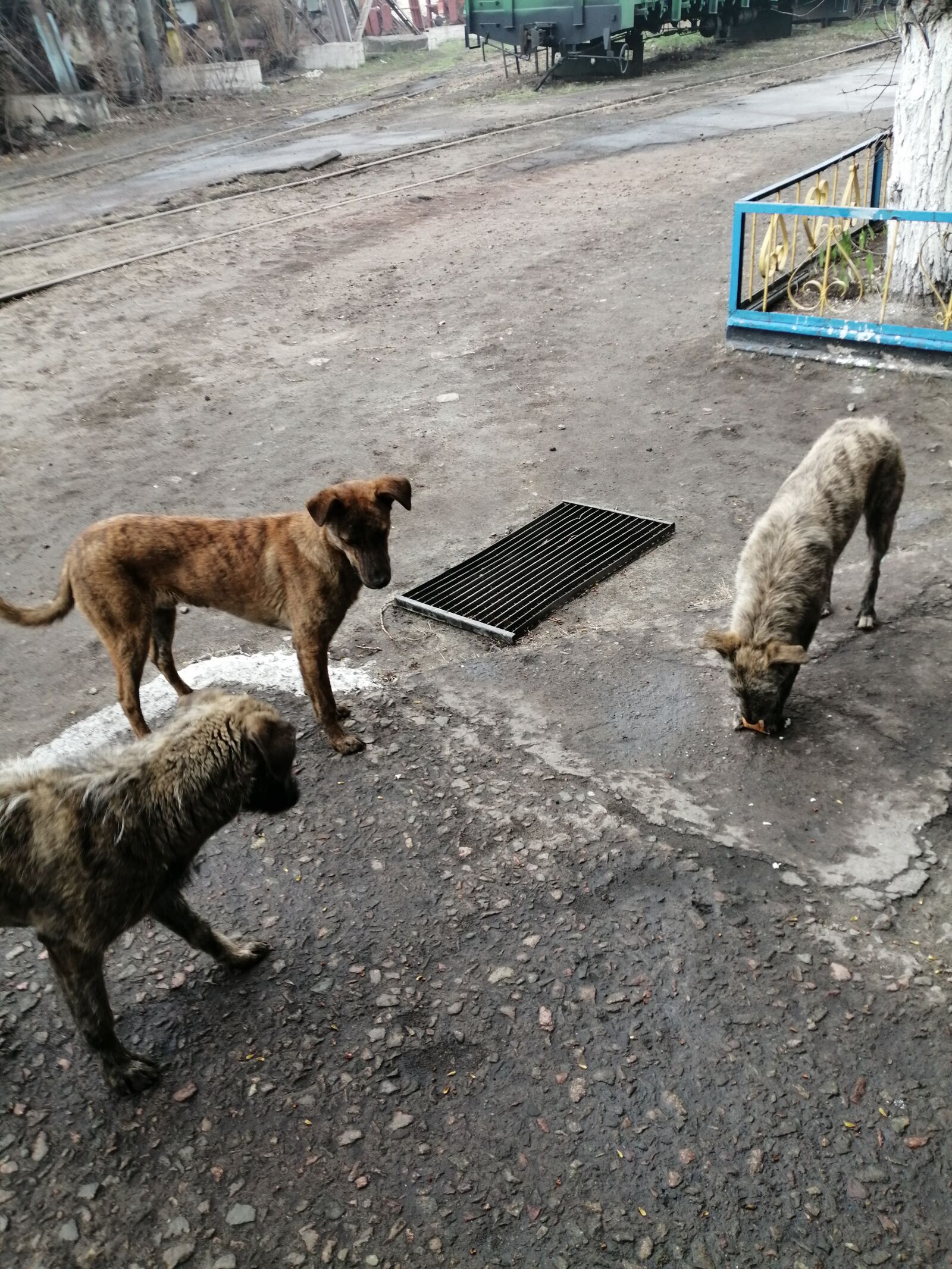 HUAWEI P SMART 2019 sample photo. Dogs, work, cute photography