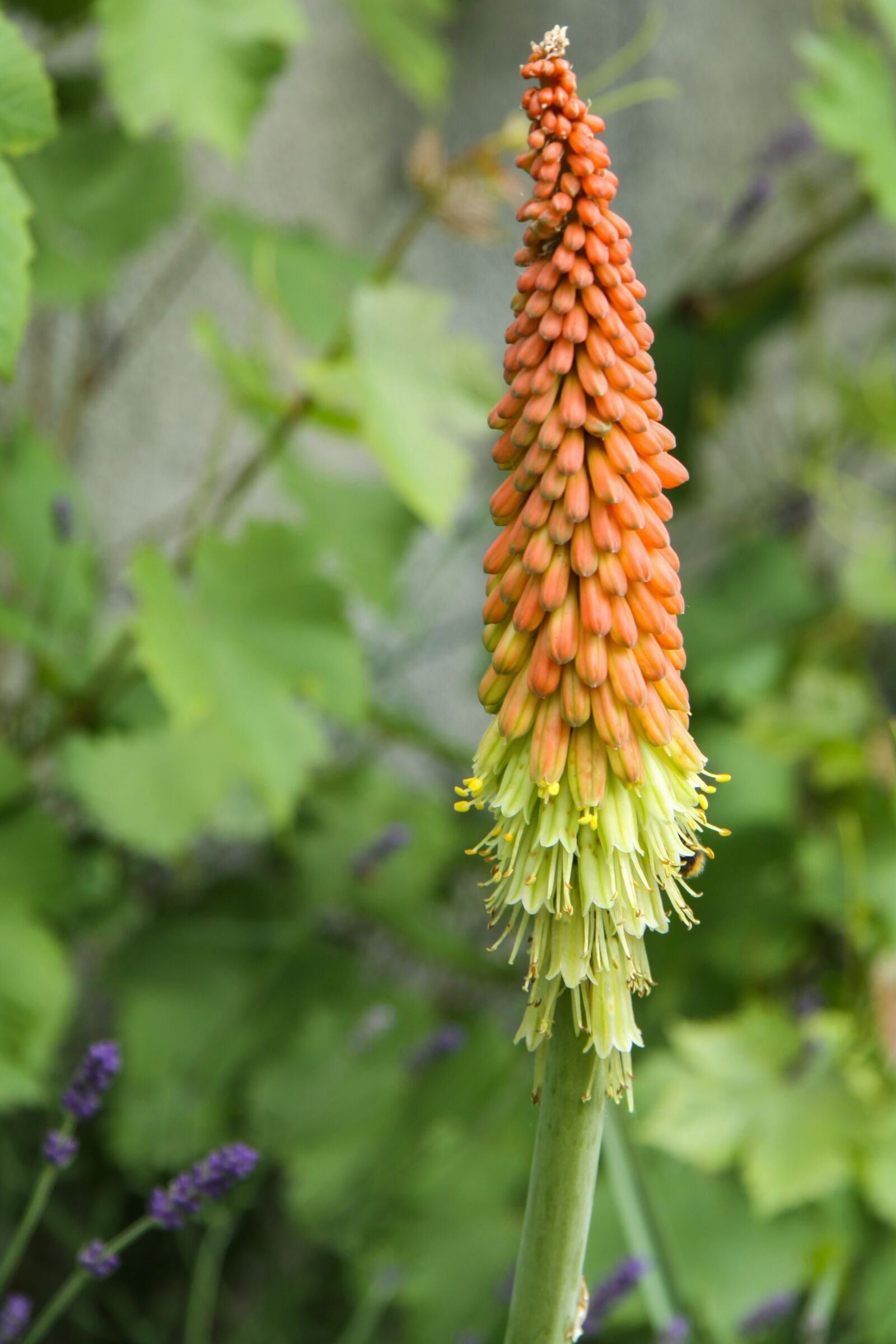 Canon EOS 50D sample photo. Digital, flower, spring photography