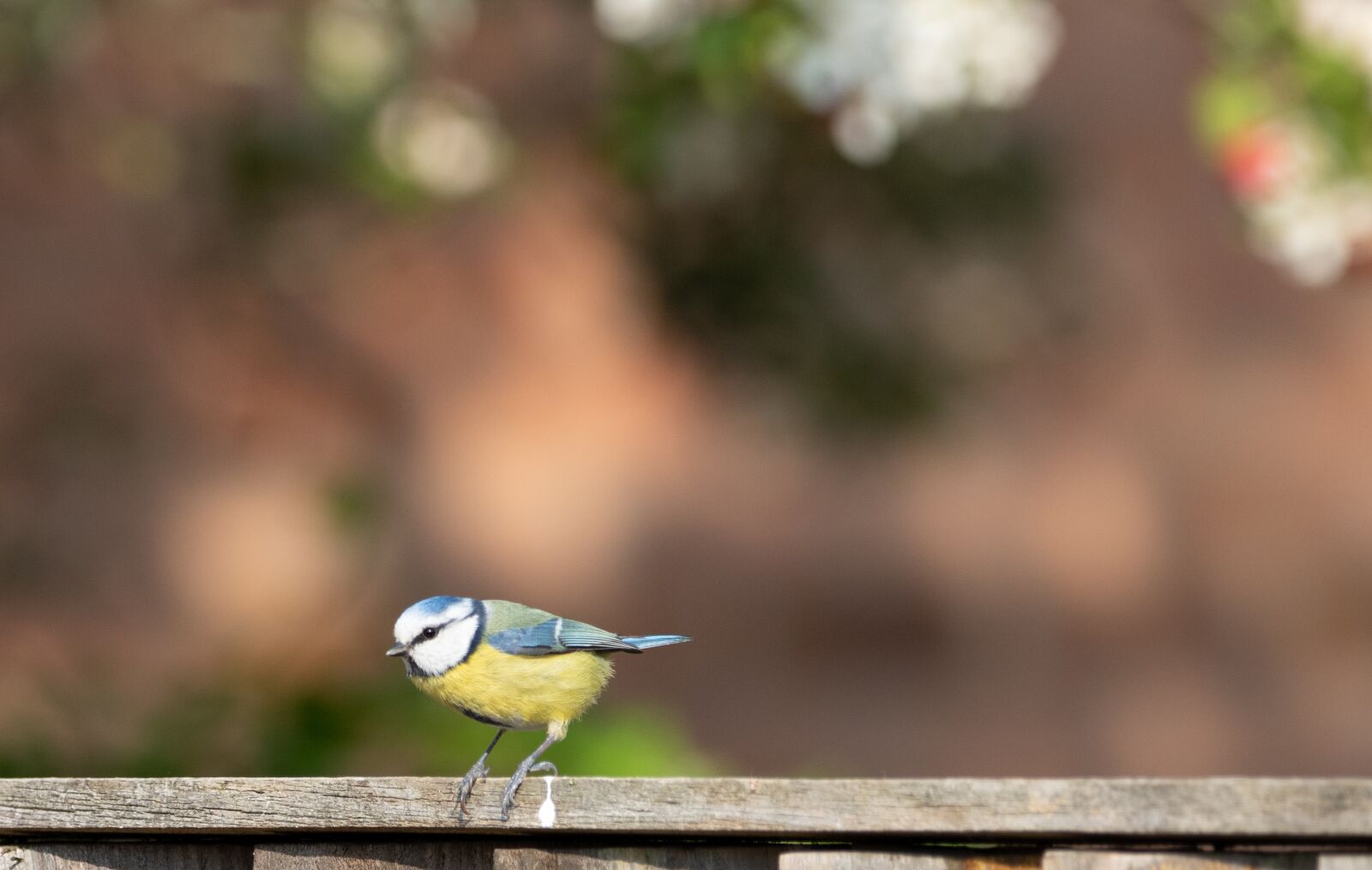 Canon EOS 7D Mark II + 150-600mm F5-6.3 DG OS HSM | Contemporary 015 sample photo. Blue tit on fence photography