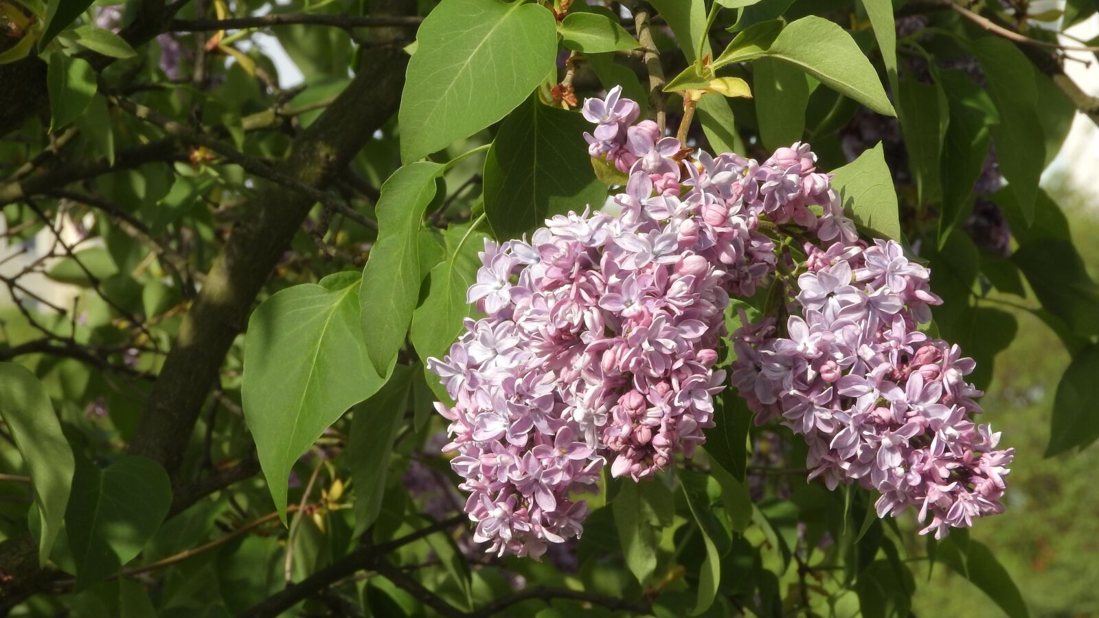 Nikon Coolpix P610 sample photo. Syringa, lilac, lilac shrub photography